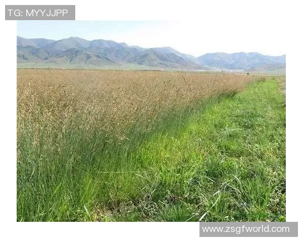 从草地到红土网球运动的历史演变与技术革新之旅