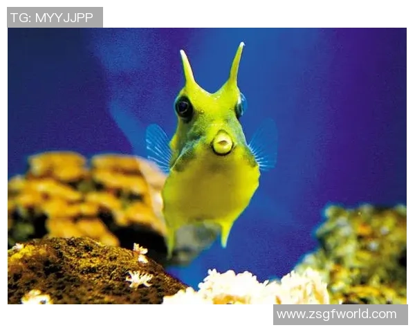 向鱼王者展现无限魅力 领略海洋深处的神秘与辉煌